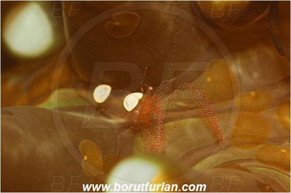 Lembeh strait, Sulawesi, Indonesia, Hamopontonia corallicola, Hamopontonia, Palaemonidae, Decapoda, Crustacea, Crustacean, Egg Shell Shrimp, Shrimp