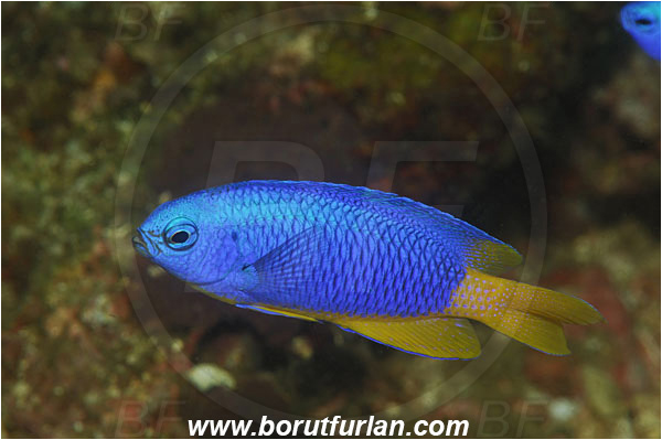 Lembeh strait, Sulawesi, Indonesia, Pomacentrus coelestis, Pomacentrus, Pomacentridae, Neon damselfish, Damselfish, Fish