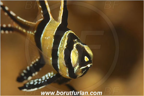 Lembeh strait, Sulawesi, Indonesia, Pterapogon kauderni, Pterapogon, Apogonidae, Banggai cardinalfish, Cardinalfish, Fish, Portrait