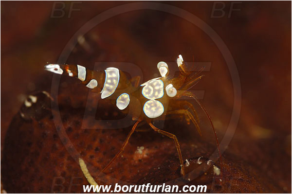 Lembeh strait, Sulawesi, Indonesia, Thor amboinensis, Thor, Thoridae, Decapoda, Ambonian Shrimp, Shrimp, Crustacea, Crustacean