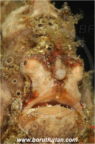 Lembeh strait, Sulawesi, Indonesia, Antennarius maculatus, Antennarius, Antennariidae, Warty frogfish, Frogfish, Fish, Portrait