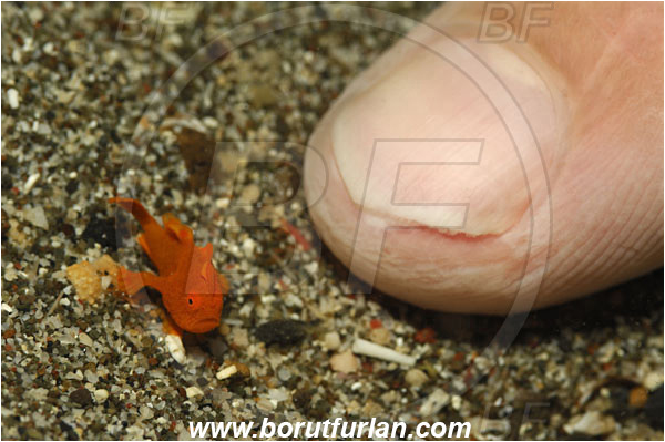Lembeh strait, Sulawesi, Indonesia, Antennarius pictus, Antennarius, Antennariidae, Painted frogfish, Frogfish, Fish, Juvenile
