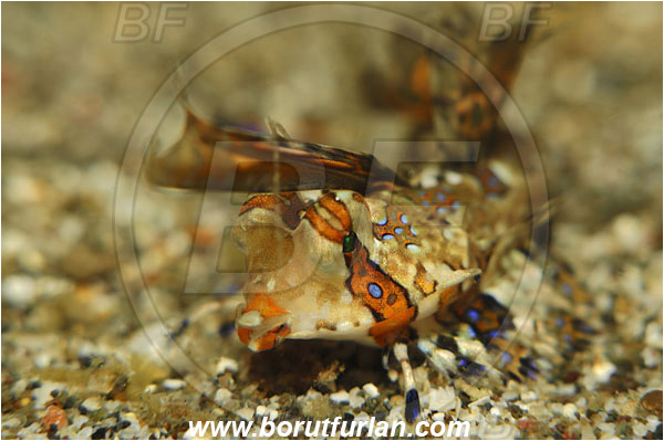 Lembeh strait, Sulawesi, Indonesia, Dactylopus kuiteri, Dactylopus, Callionymidae, Orange & Black Dragonet, Dragonet, Fish, Portrait, Juvenile