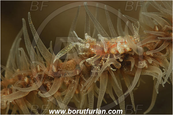 Lembeh strait, Sulawesi, Indonesia, Pontonides sp., Pontonides, Palaemonidae, Decapoda, Crustacea, Crustacean, Whip Coral Shrimp, Shrimp