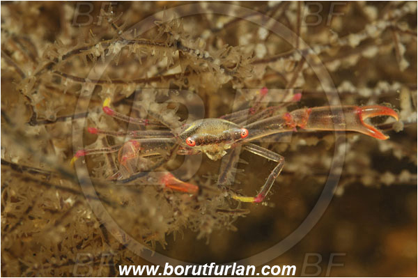Lembeh strait, Sulawesi, Indonesia, Quadrella sp., Quadrella, Trapeziidae, Decapoda, Coral Crab, Crab, Crustacea, Crustacean