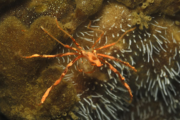 Lembeh strait, Sulawesi, Indonesia, Achaeus sp, Achaeus, Inachidae, Decapoda, Crustacea, Crustacean, Spider crab, Crab