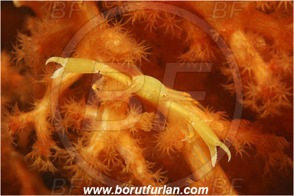 Lembeh strait, Sulawesi, Indonesia, Quadrella sp., Quadrella, Trapeziidae, Decapoda, Coral Crab, Crab, Crustacea, Crustacean