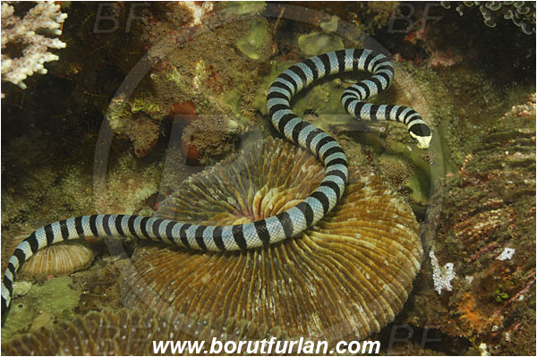 Lembeh strait, Sulawesi, Indonesia, Laticauda colubrina, Laticauda, Elapidae, Reptilia, Reptilian, Banded Sea Snake, Banded sea krait, Snake