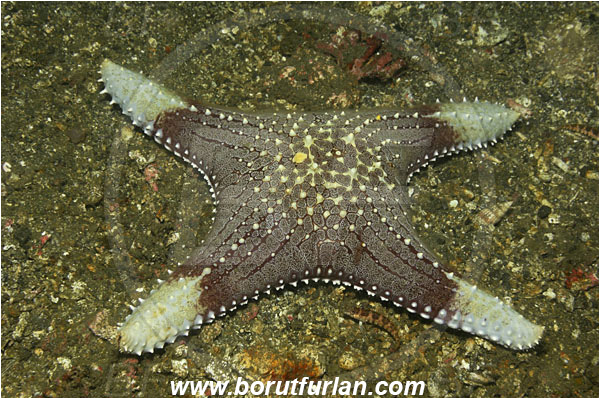 Lembeh strait, Sulawesi, Indonesia, Pentaceraster sp., Pentaceraster, Oreasteridae, Asteroidea, Echinodermata, Echinoderm, Starfish