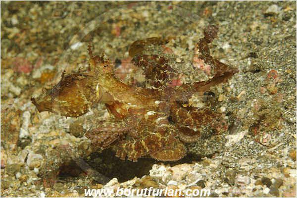 Lembeh strait, Sulawesi, Indonesia, Octopus sp., Octopus, Octopodidae, Cephalopoda, Mollusca, Mollusc