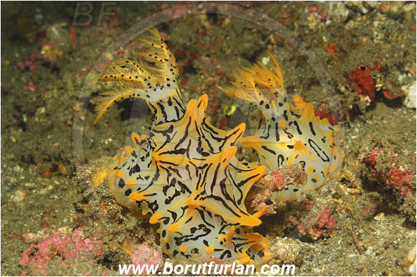 Lembeh strait, Sulawesi, Indonesia, Halgerda okinawa, Halgerda, Discodorididae, Halgerda Nudibranch, Nudibranch, Sea slug, Mollusca, Mollusc