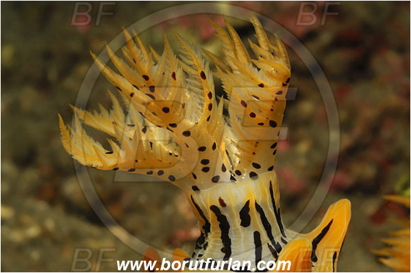 Lembeh strait, Sulawesi, Indonesia, Halgerda okinawa, Halgerda, Discodorididae, Halgerda Nudibranch, Nudibranch, Sea slug, Mollusca, Mollusc, Abstract