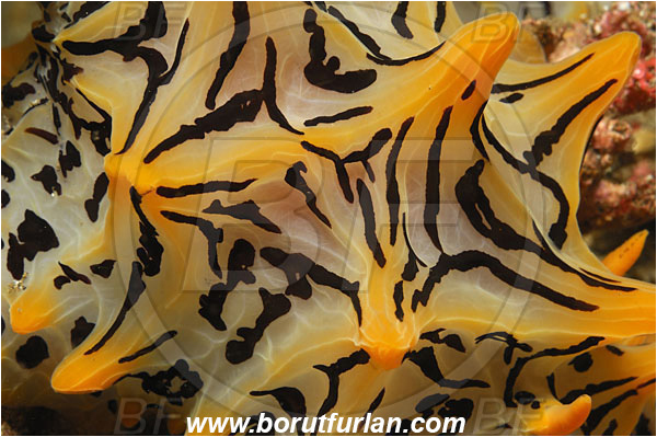 Lembeh strait, Sulawesi, Indonesia, Halgerda okinawa, Halgerda, Discodorididae, Halgerda Nudibranch, Nudibranch, Sea slug, Mollusca, Mollusc, Abstract