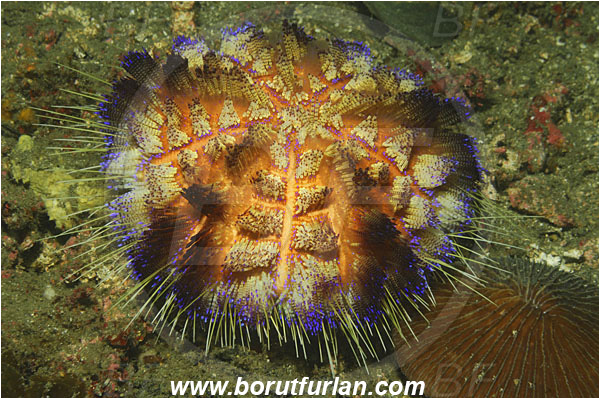 Lembeh strait, Sulawesi, Indonesia, Asthenosoma varium, Asthenosoma, Echinothuriidae, Fire Sea Urchin, Sea Urchin, Echinoidea, Echinodermata, Echinoderm