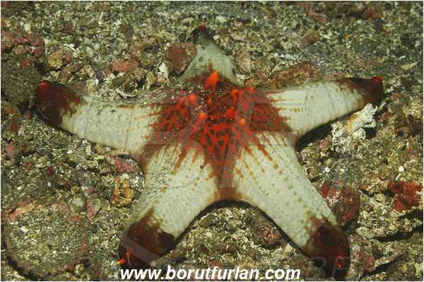 Lembeh strait, Sulawesi, Indonesia, Pentaceraster sp., Pentaceraster, Oreasteridae, Asteroidea, Echinodermata, Echinoderm, Starfish