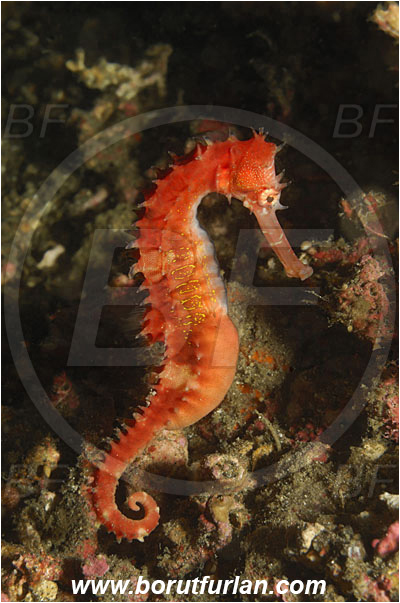 Raja Ampat, Papua, Indonesia, Hippocampus histrix, Hippocampus, Syngnathidae, Spiny Seahorse, Thorny Seahorse, Seahorse, Fish