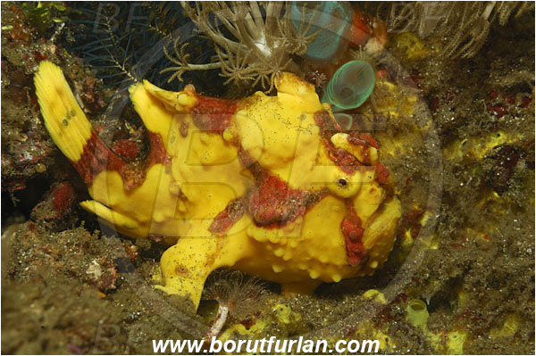 Lembeh strait, Sulawesi, Indonesia, Antennarius maculatus, Antennarius, Antennariidae, Warty frogfish, Frogfish, Fish