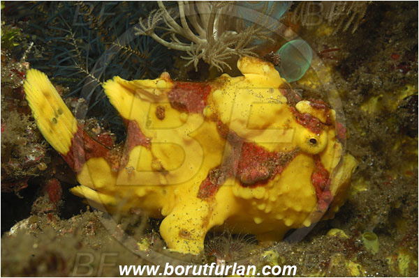 Lembeh strait, Sulawesi, Indonesia, Antennarius maculatus, Antennarius, Antennariidae, Warty frogfish, Frogfish, Fish