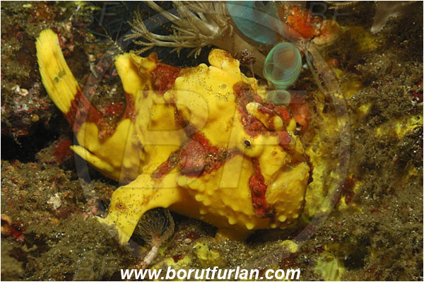 Lembeh strait, Sulawesi, Indonesia, Antennarius maculatus, Antennarius, Antennariidae, Warty frogfish, Frogfish, Fish