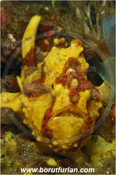 Lembeh strait, Sulawesi, Indonesia, Antennarius maculatus, Antennarius, Antennariidae, Warty frogfish, Frogfish, Fish, Portrait