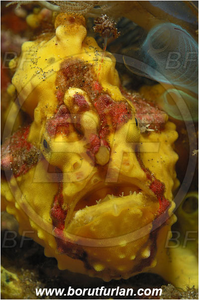 Lembeh strait, Sulawesi, Indonesia, Antennarius maculatus, Antennarius, Antennariidae, Warty frogfish, Frogfish, Fish, Portrait