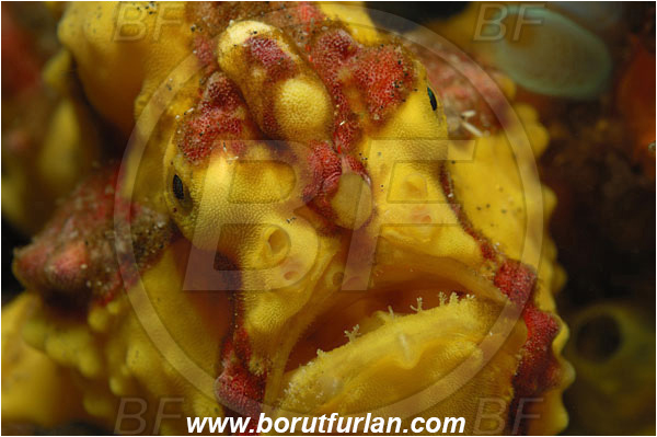 Lembeh strait, Sulawesi, Indonesia, Antennarius maculatus, Antennarius, Antennariidae, Warty frogfish, Frogfish, Fish, Portrait