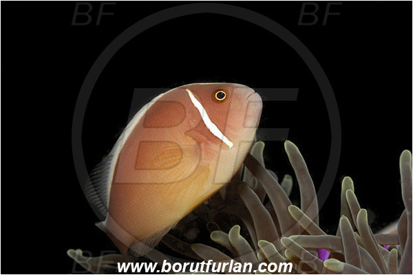Lembeh strait, Sulawesi, Indonesia, Amphiprion perideraion, Amphiprion, Pink Anemonefish, Anemonefish, Clownfish, Fish, Pomacentridae