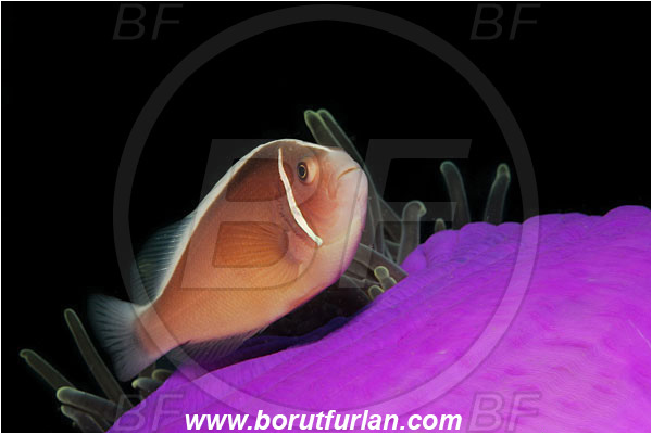 Lembeh strait, Sulawesi, Indonesia, Amphiprion perideraion, Amphiprion, Pomacentridae, Pink Anemonefish, Anemonefish, Clownfish, Fish