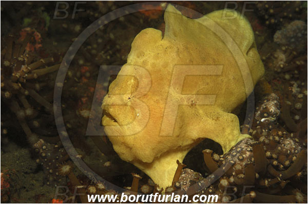 Lembeh strait, Sulawesi, Indonesia, Antennarius commerson, Antennarius, Antennariidae, Commerson