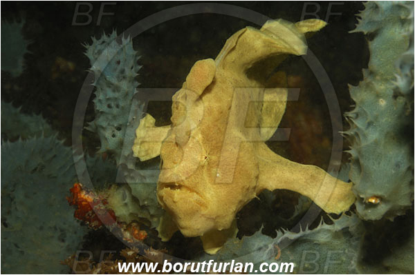 Lembeh strait, Sulawesi, Indonesia, Antennarius commerson, Antennarius, Antennariidae, Commerson