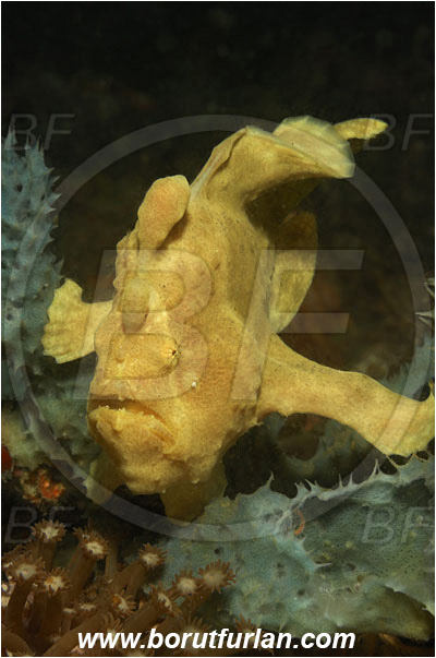 Lembeh strait, Sulawesi, Indonesia, Antennarius commerson, Antennarius, Antennariidae, Commerson