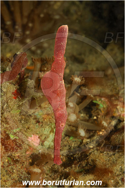 Lembeh strait, Sulawesi, Indonesia, Solenostomus sp., Solenostomus, Solenostomidae, Velvet Ghost Pipefish, Ghost Pipefish, Fish