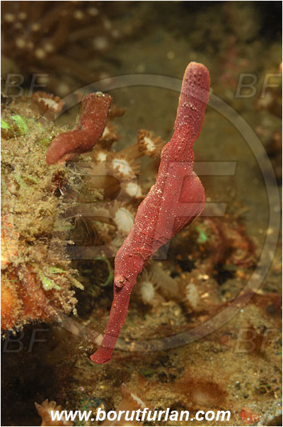 Lembeh strait, Sulawesi, Indonesia, Solenostomus sp., Solenostomus, Solenostomidae, Velvet Ghost Pipefish, Ghost Pipefish, Fish