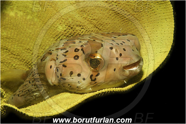 Lembeh strait, Sulawesi, Indonesia, Diodon liturosus, Diodon, Diodontidae, Black-blotched porcupinefish, Porcupinefish, Fish