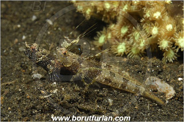 Lembeh strait, Sulawesi, Indonesia, Tomiyamichthys sp., Tomiyamichthys, Gobiidae, Shrimp goby, Goby, Fish