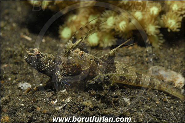Lembeh strait, Sulawesi, Indonesia, Tomiyamichthys sp., Tomiyamichthys, Gobiidae, Shrimp goby, Goby, Fish