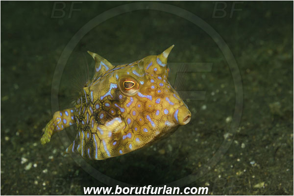 Lembeh strait, Sulawesi, Indonesia, Lactoria cornuta, Lactoria, Ostraciidae, Longhorn cowfish, Cowfish, Fish