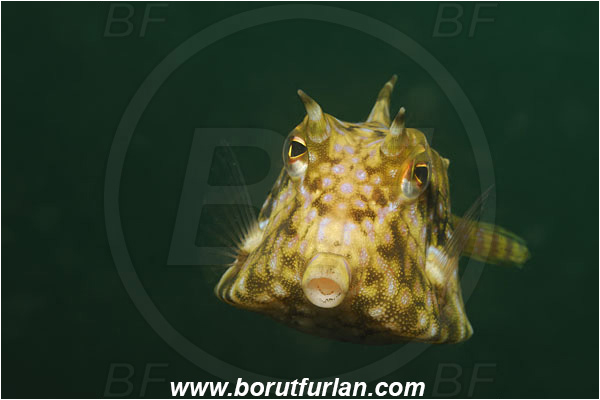 Lembeh strait, Sulawesi, Indonesia, Lactoria cornuta, Lactoria, Ostraciidae, Longhorn cowfish, Cowfish, Fish, Portrait