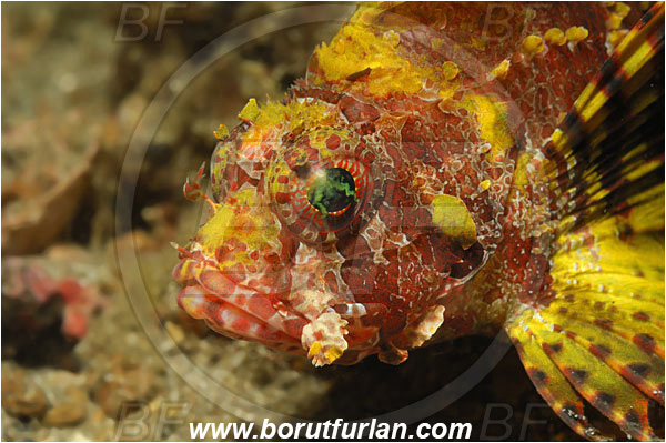 Lembeh strait, Sulawesi, Indonesia, Dendrochirus brachypterus, Dendrochirus, Scorpaenidae, Dwarf lionfish, Shortfin turkeyfish, Lionfish, Fish, Portrait