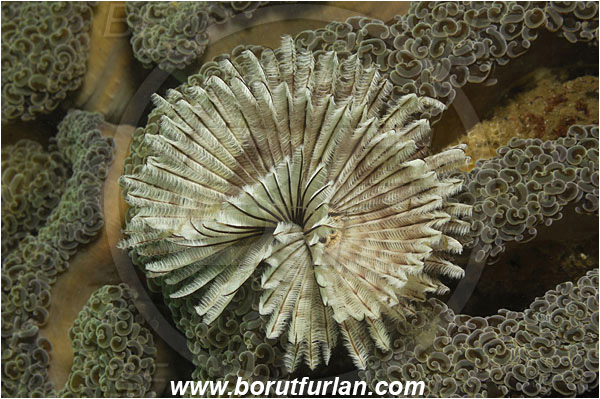 Lembeh strait, Sulawesi, Indonesia, Sabellastarte sp., Sabellastarte, Sabellidae, Polychaeta, Annelid, Worm
