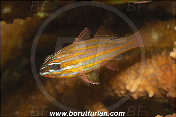 Lembeh strait, Sulawesi, Indonesia, Ostorhinchus cyanosoma, Ostorhinchus, Apogonidae, Yellow-striped cardinalfish, Cardinalfish, Fish