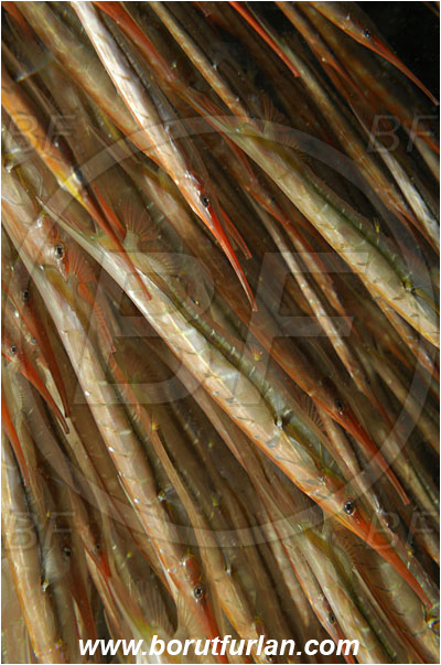 Lembeh strait, Sulawesi, Indonesia, Aeoliscus strigatus, Aeoliscus, Centriscidae, Jointed Razorfish, Razorfish, Fish, Fish school