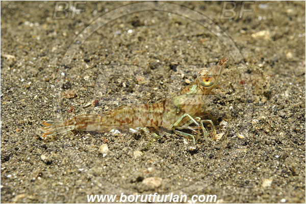 Lembeh strait, Sulawesi, Indonesia, Metapenaeopsis sp., Metapenaeopsis, Penaeidae, Decapoda, Velvet Shrimp, Shrimp, Crustacea, Crustacean