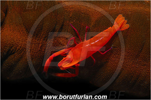 Lembeh strait, Sulawesi, Indonesia, Periclimenes imperator, Periclimenes, Palaemonidae, Decapoda, Emperor Shrimp, Shrimp, Crustacea, Crustacean