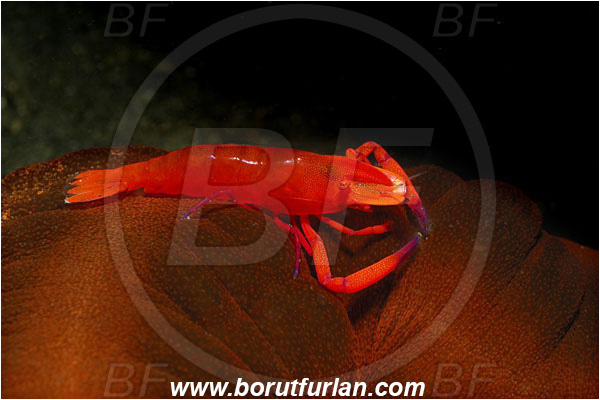 Lembeh strait, Sulawesi, Indonesia, Periclimenes imperator, Periclimenes, Palaemonidae, Decapoda, Emperor Shrimp, Shrimp, Crustacea, Crustacean