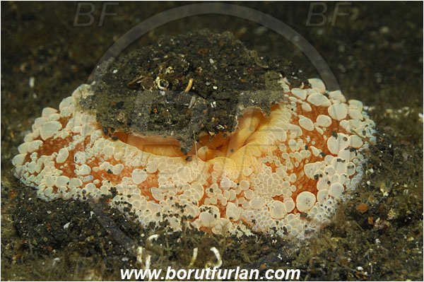 Lembeh strait, Sulawesi, Indonesia, Umbraculum umbraculum, Umbraculum, Umbraculidae, Gastropoda, Mollusca, Mollusc, Umbrella slug, Snail