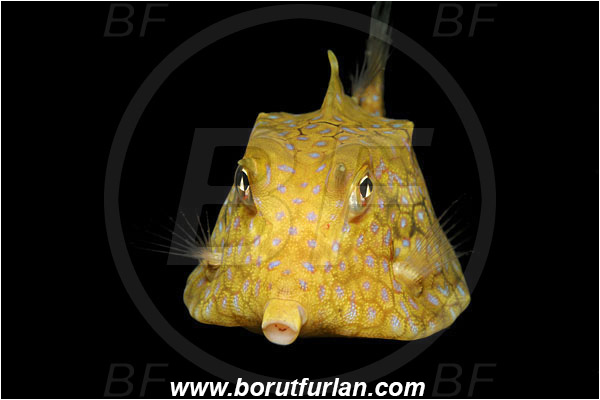 Lembeh strait, Sulawesi, Indonesia, Lactoria cornuta, Lactoria, Ostraciidae, Longhorn cowfish, Cowfish, Fish, Portrait