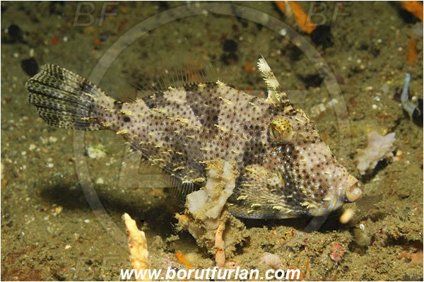 Lembeh strait, Sulawesi, Indonesia, Acreichthys tomentosus, Acreichthys, Monacanthidae, Bristle-tail filefish, Filefish, Fish