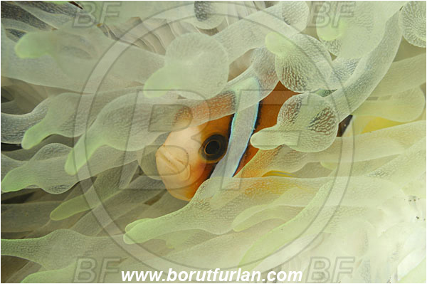 Lembeh strait, Sulawesi, Indonesia, Amphiprion clarkii, Amphiprion, Pomacentridae, Clark