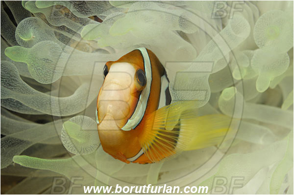 Lembeh strait, Sulawesi, Indonesia, Amphiprion clarkii, Amphiprion, Pomacentridae, Clark
